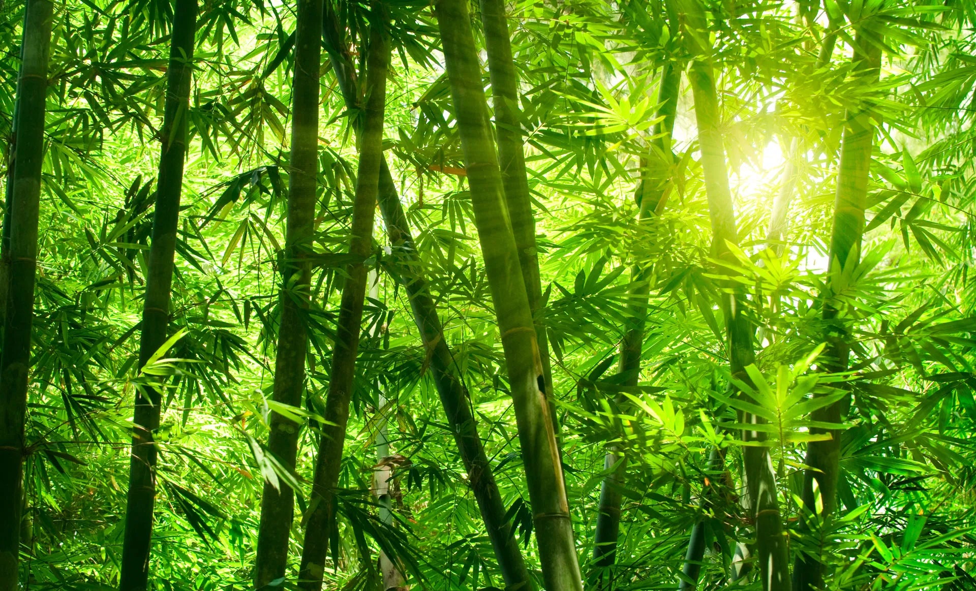 Bambuswald