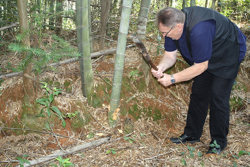 Mitarbeiter bei der Bambusernte